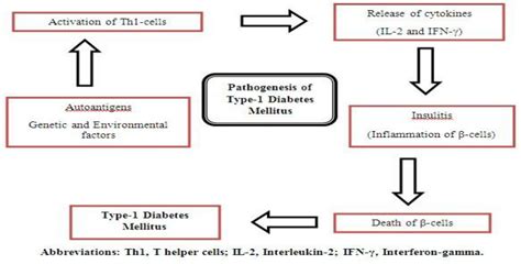 A Schematic Diagram For Pathogenesis Of Type 1 Diabetes Mellitus