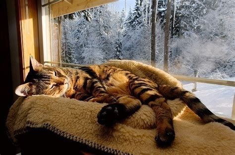 Cat Sleep Snow And Snowing Image 405641 On