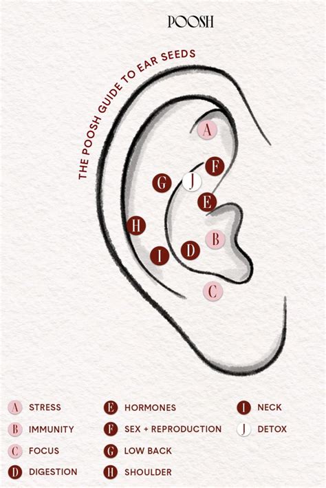 The Poosh Guide To Ear Seeds Ear Seeds Acupuncture Ear Reflexology