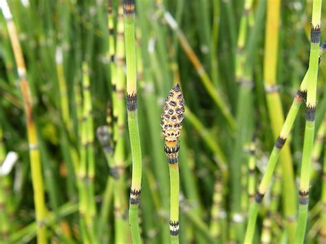 Rough Horsetail Weedbusters