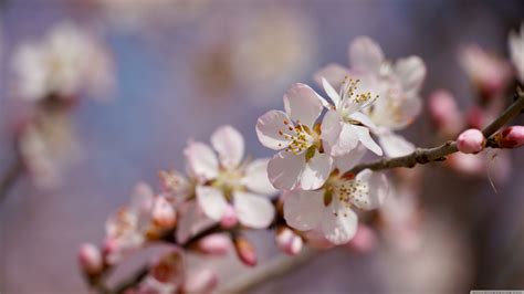 Peach Blossom Wallpapers Wallpaper Cave