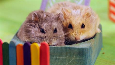 What Hamsters Like To Do For Fun Pet Like That Blog