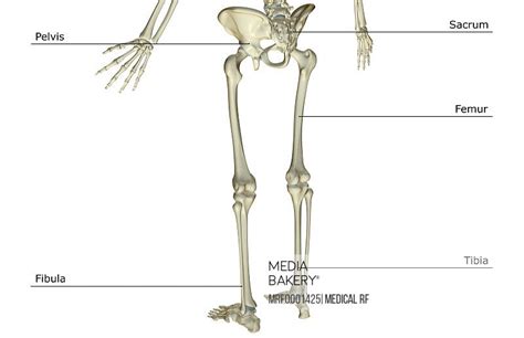 At the level of the pelvic bones, the abdomen ends and the pelvis begins. Mediabakery - Photo by Medical RF - A posterolateral view ...