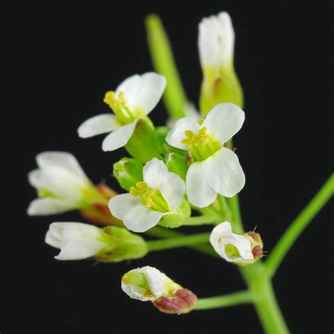 Acker Schmalwand Arabidopsis Thaliana