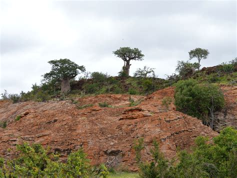 Baobab Trees Mapungubwe National Park Mapungubwe National Flickr