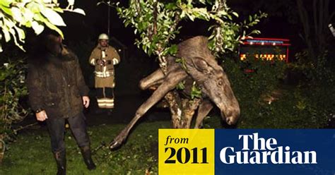 Swede Cuts Drunken Moose Loose Sweden The Guardian