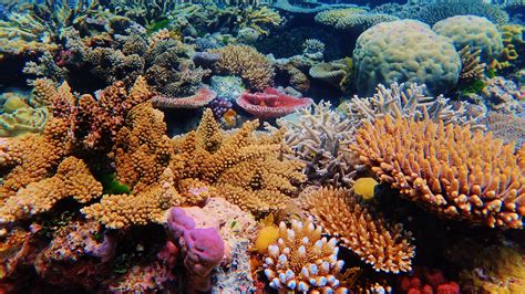 Great Barrier Reef Sees Fragile Coral Comeback