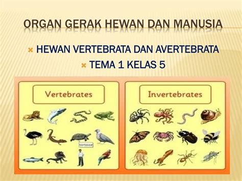 Download 80 Gambar Hewan Vertebrata Dan Invertebrata Hd Terbaik