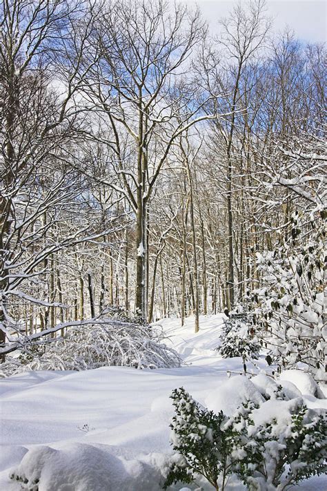 Snowy Winter Wonderland Photograph By Daphne Sampson