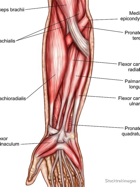 Anatomy Of Human Forearm Muscles Superficial Anterior View