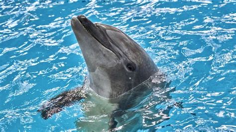 Delfinii Din Marea Neagră Se Joacă și Iarna Când Este Cod Galben De