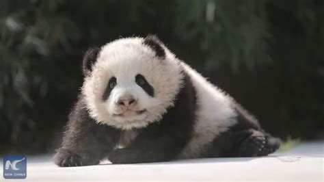 6 Month Old Panda Cubs To Meet The Public In Shanghai Youtube