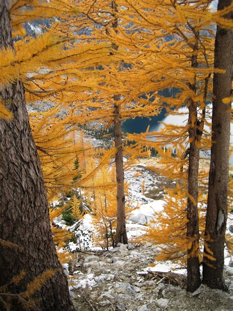 Mike Mcquaide Autumn Larch In The Enchantments