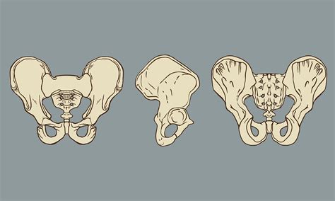 Pelvis Vector Art Icons And Graphics For Free Download