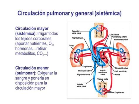 Sistema Circulatorio Qué Es Funcionamiento Partes Enfermedades