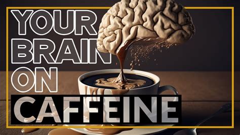 Caffeines Impact On The Brain The Neuroscience Behind Your Morning