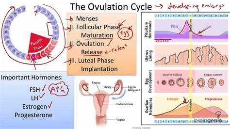 8103 The Ovulation Cycle Youtube