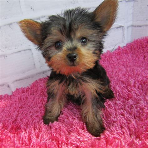 Your siberian husky puppy will geet safe shipping. MORKIE | FEMALE | ID:7528-WL - Central Park Puppies
