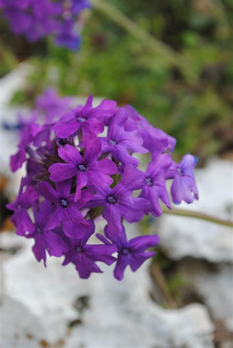 The purple flower's adoption process. Purple Verbena -Dakota Vervain | A lovely Texas Wildflower ...