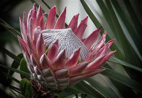 #proteas #flower art #doodles and miscellania #doing this kinda stuff makes me miss screenprinting #actually i miss printing in general. The King Of Proteas Photograph by Shirley Mitchell