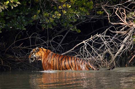 Royal Bengal Tiger In Sundarban Hd