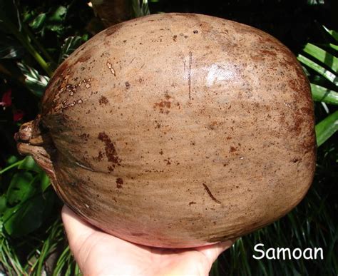 Polynesian Produce Stand ~nui Leka~ Samoan Dwarf Coconut Seed Coconut