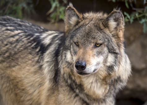 A77wolves Mexican Gray Wolf By Wplynn Via Flickr