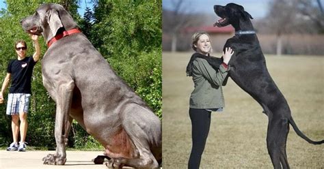 10 Of The Biggest Guard Dog Breeds On Earth Wholl Intimidate Any Burglar