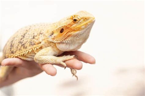 Stroke the bearded dragon with your fingers from head to tail, picking up your pet from. Do Leopard Geckos Make Good Pets? | Critters Aplenty