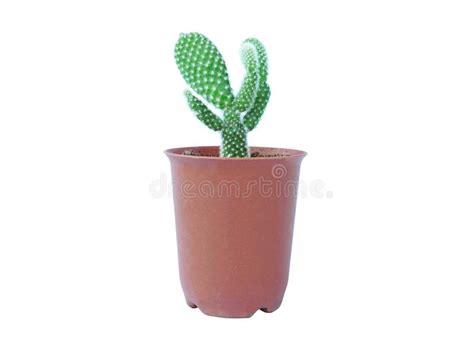 Small Plant In Pot Succulents Or Cactus Isolated On White Background