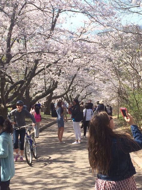 Cherry Blossoms Path Street View Paths Views