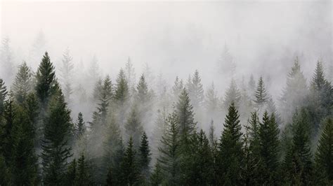 Foggy Mystical Forest Wallpaper 4k