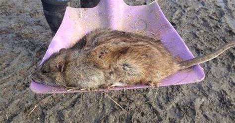 Giant Rat Pictured In Gravesend Amid Fears Mutant Rodents Are Invading The Country Picture