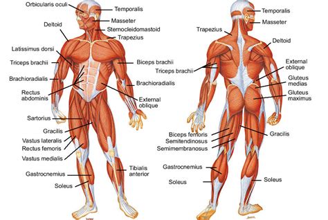 Muscle charts of the human body for your reference value these charts show the major superficial and deep muscles of the human body. A Better You, to Grow Younger Every Day: Day 211 - Muscles