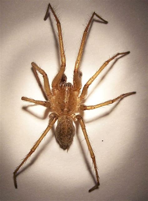 How To Identify Hobo Spider
