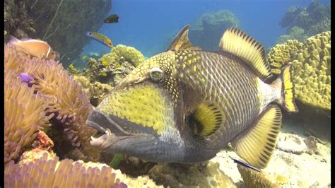 Hd Underwater Stock Footage For Sale Titan Triggerfish