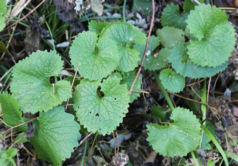 Kentucky Forager Wild Edible And Medicinal Plants Of The