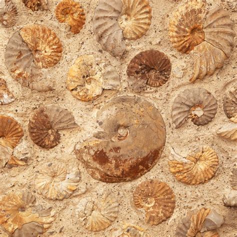 The fossil fuels were formed from the remains of dead organisms over millions of years. List Some Ways That Fossils Can Be Preserved | Sciencing