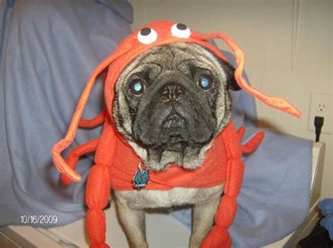 Lobster Dog Halloween Costume By Casual Canin Baxterboo