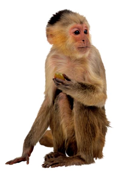 Transparent Monkey Png Png Image Collection