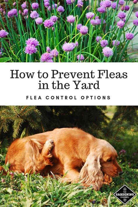 Flea Control Options For The Yard Gardening Channel Flea Control