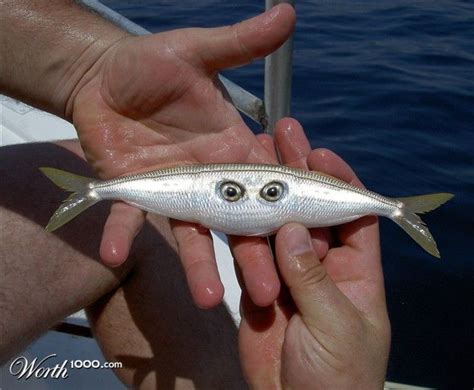 Chernobyl Animal Mutations Fish