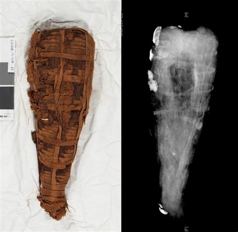 Cat Mummy In The Artifact Lab