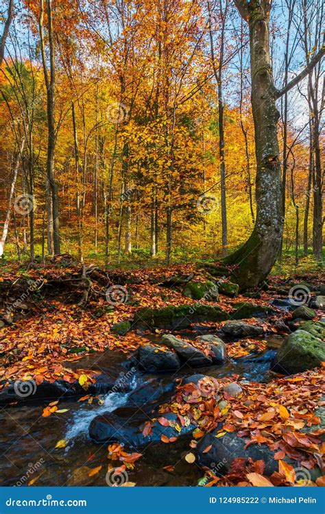 Brook In Autumn Forest Stock Photo Image Of Ground 124985222