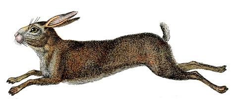 Amazing French Rabbit Natural History Hare The