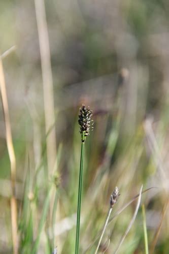 Arctic Marsh Sedge Carex Holostoma · Inaturalist