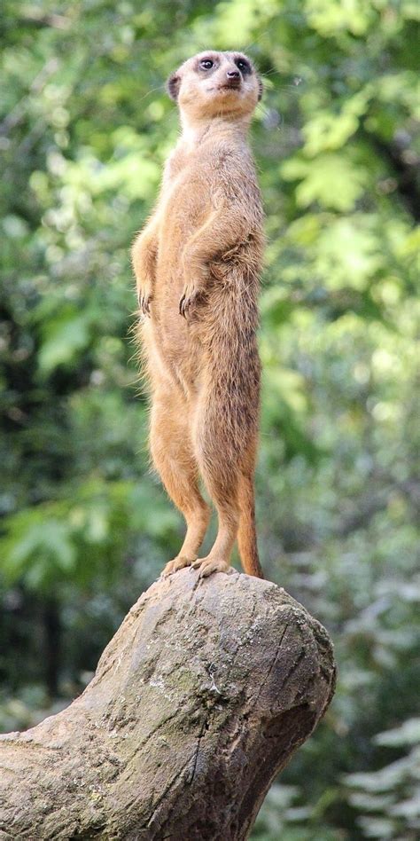About Wild Animals Picture Of A Meerkat Standing Tall