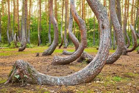 The Mystery Of The Worlds Crooked Forest Trip Trivia