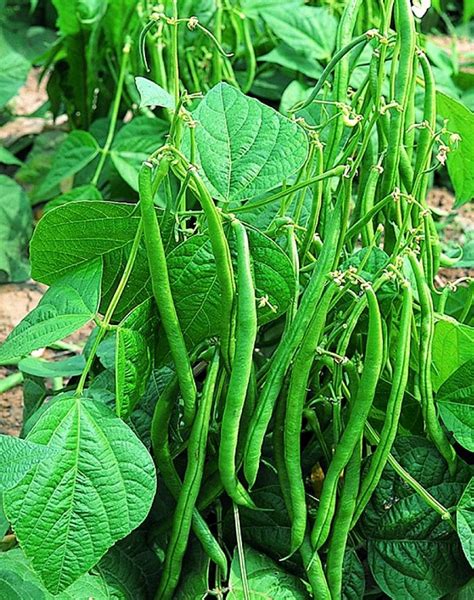 They can sulk for a while or even die if they're transplanted. Planting and Growing Guide for Bush (Dwarf) Beans ...