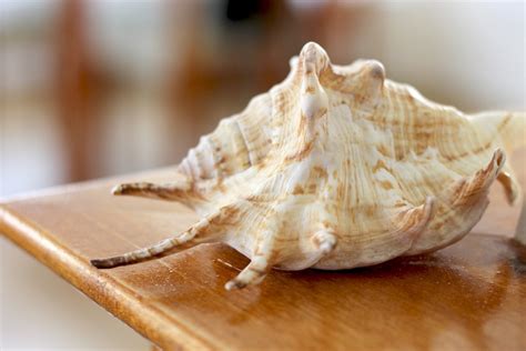 Sea Shells Hard White · Free Photo On Pixabay